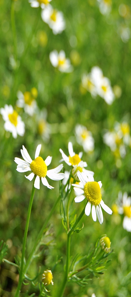 Chamomile flowers growing in a field