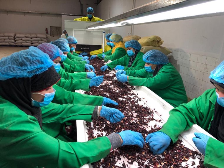 Workers in green coats, hairnets, masks and gloves hand-sorting dried hibiscus flowers along a lit inspection belt