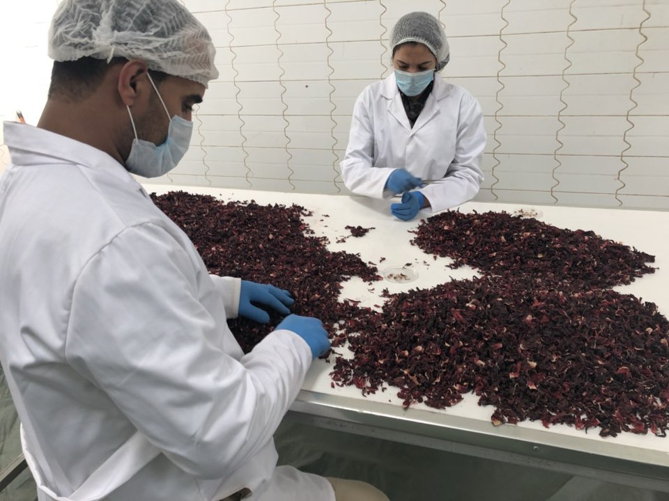 Two quality staff in lab coats, hairnets and gloves inspecting dried hibiscus flowers spread across a white inspection table